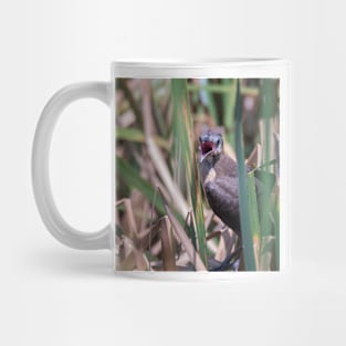 Young Great Tailed Grackle Calling for Food Mug